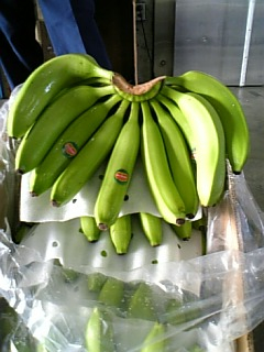 青いバナナ